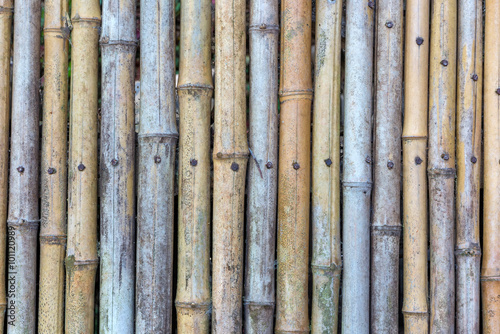 Green and brown Bamboo fence background