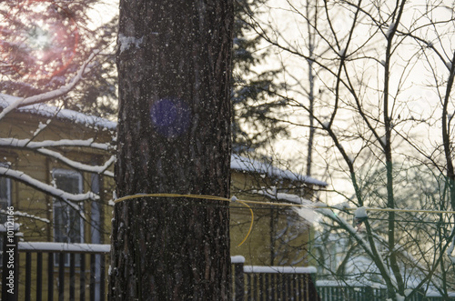 Однажды снежным солнечным утром, проходя мимо дома я засмотрелся на фактурную кору дерева.
