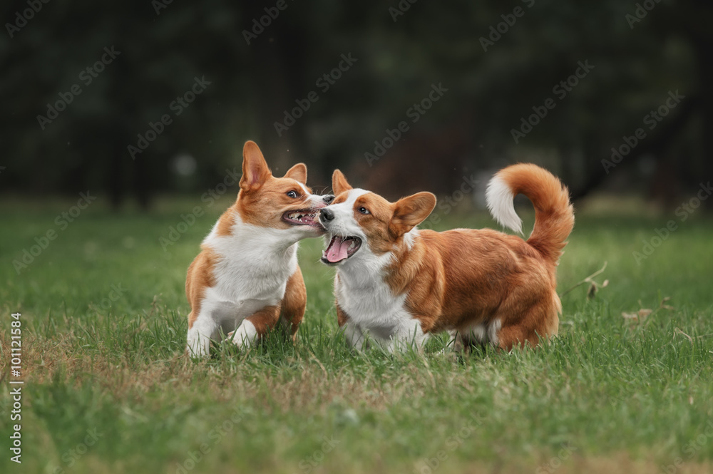 Two pembroke welsh corgi puppies running 