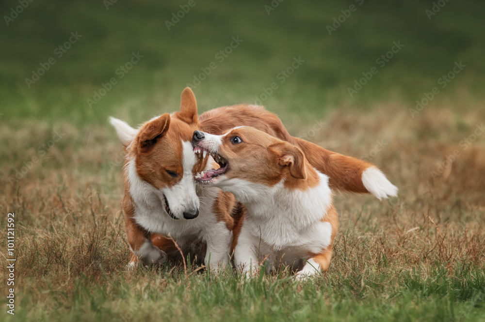 Two pembroke welsh corgi puppies running Two pembroke welsh corgi puppies running