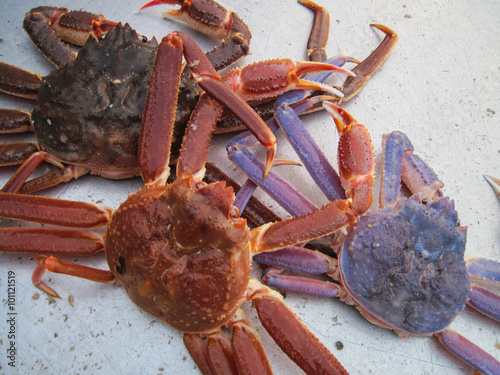 snow crabs, Chionoecetes opilio, with color variations
