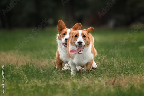 Two pembroke welsh corgi puppies running 