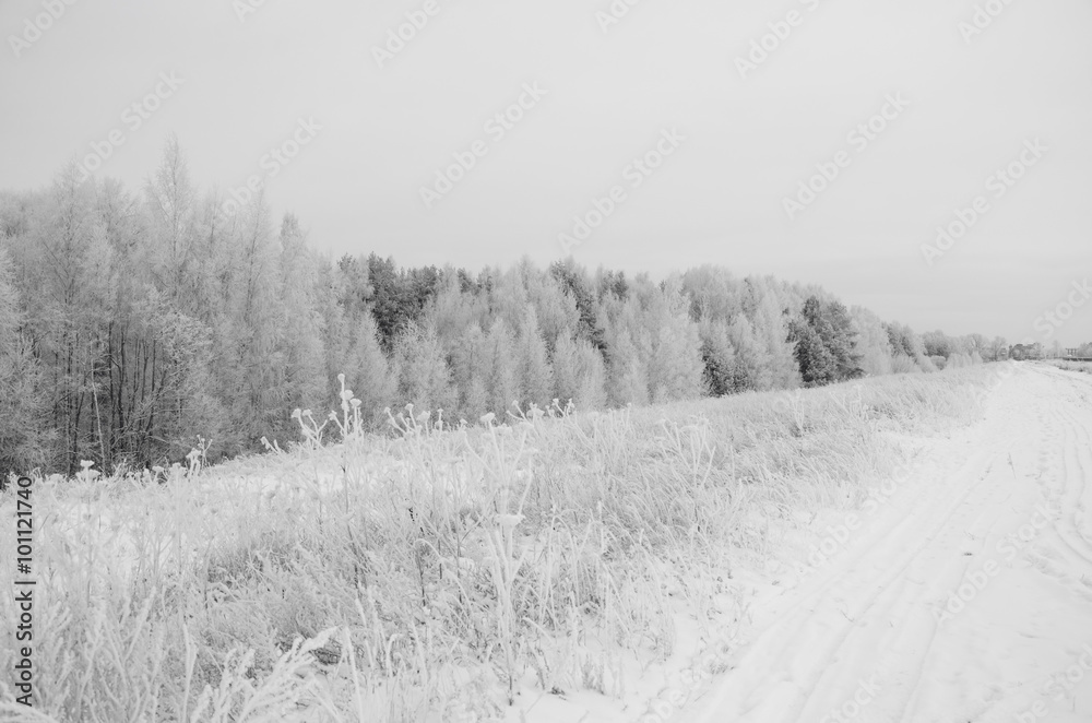 Зимний лес в России