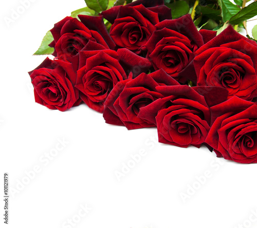 Fresh Red roses