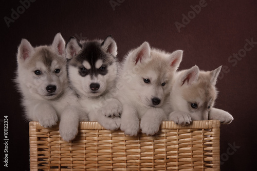 Schilderij op canvas Four adorable Husky puppy in a basket