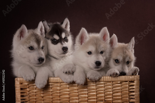 Canvas Print Four adorable Husky puppy in a basket