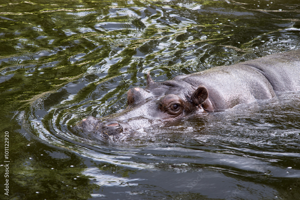 Fototapeta premium big hippo swimming