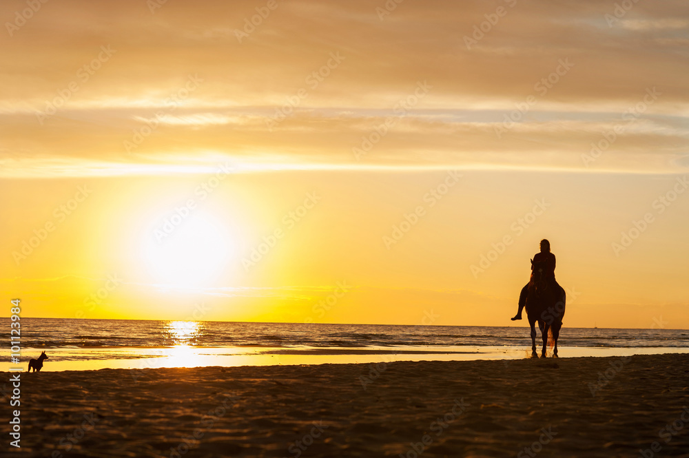 Fototapeta premium Horseriding at the beach on sunset background. Multicolored outd