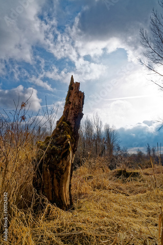 Baumstumpf mit Sonnenstrahlen