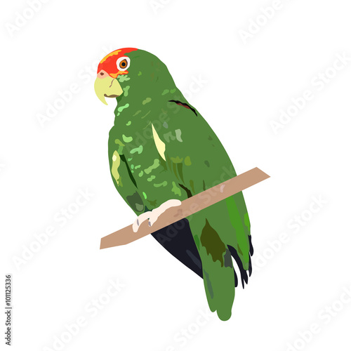 amazon parrot bird, vector illustration, isolated