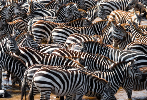 Tela Big herd of zebras standing in front of the river
