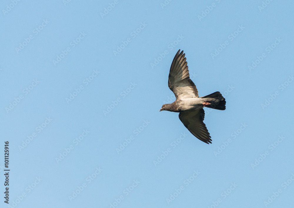 Gliding Through The Blue Gliding Through The Blue