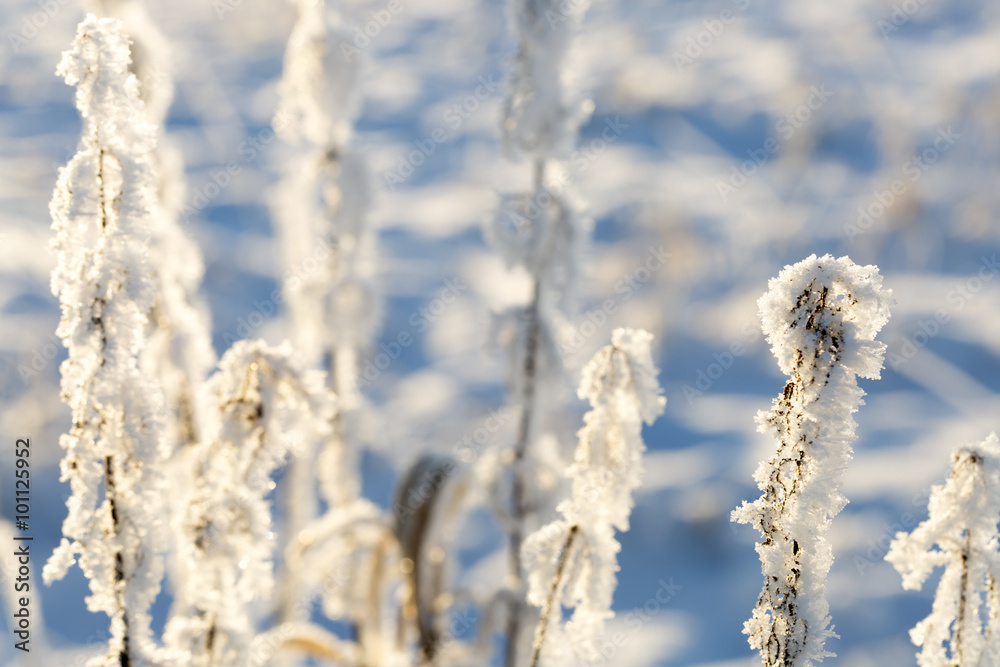 Plants Covered in Snow and Frost Plants Covered in Snow and Frost