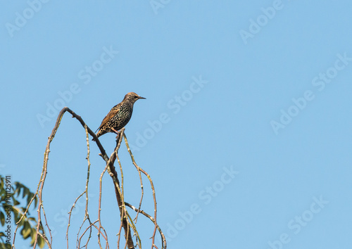Poised Starling