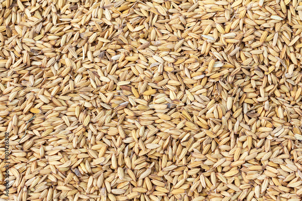 Close up paddy rice for background Close up paddy rice for background