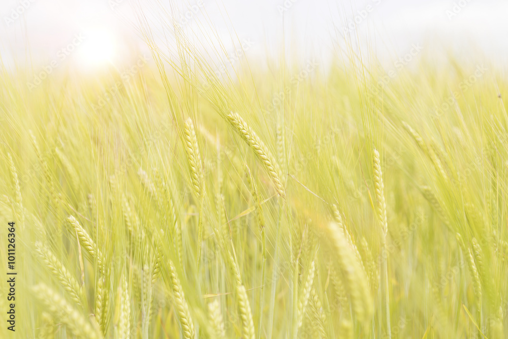 Fresh crops in summer