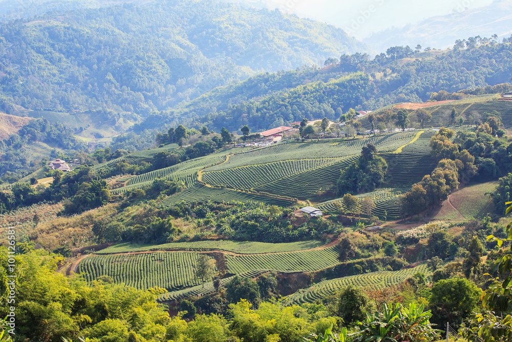 101 Tea plantation in mae salong mountain, Chiang Rai, Thailand