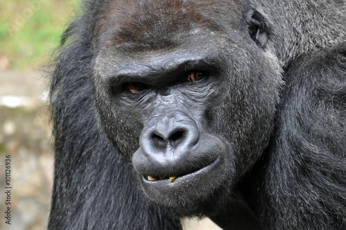 Gorilla © Jutta Adam