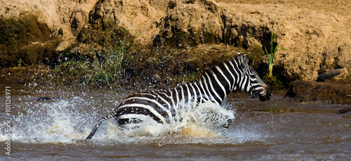 Zebra crossing a river. Kenya. Tanzania. National Park. Serengeti. Maasai Mara. An excellent illustration.