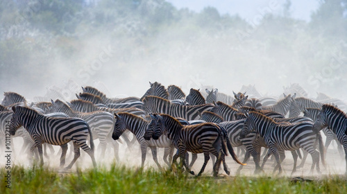 Group of zebras in the dust. Kenya. Tanzania. National Park. Serengeti. Maasai Mara. An excellent illustration.