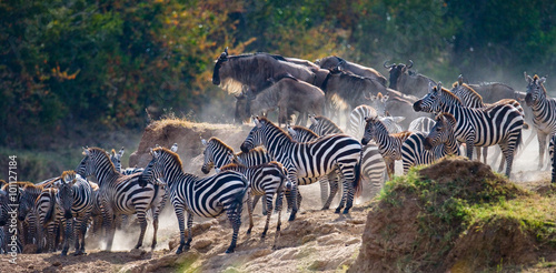 Group of zebras in the dust. Kenya. Tanzania. National Park. Serengeti. Maasai Mara. An excellent illustration.