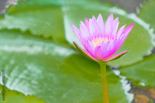 lotus flower