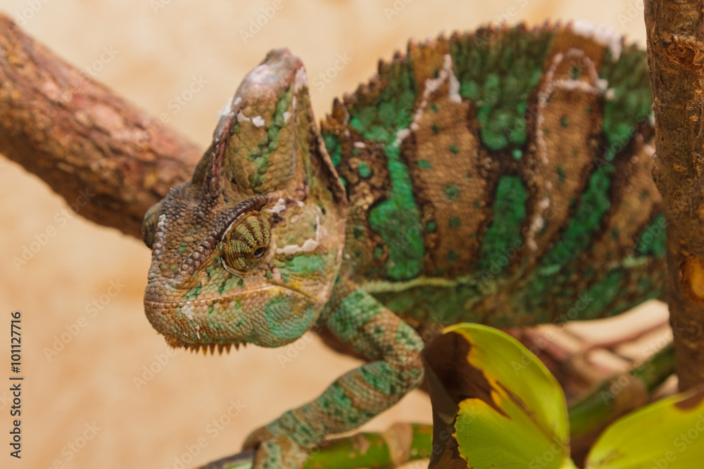 Obraz premium chameleon sheds