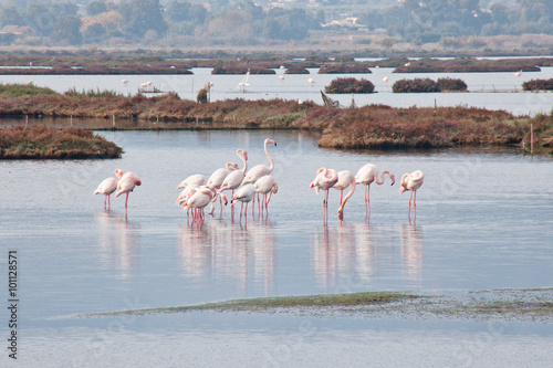 Fenicotteri photo