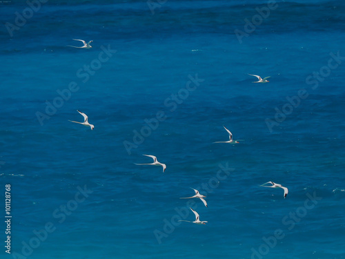 Phaethon lepturus or white-tailed tropicbirds 
