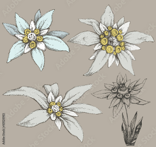 Edelweiss flower collection