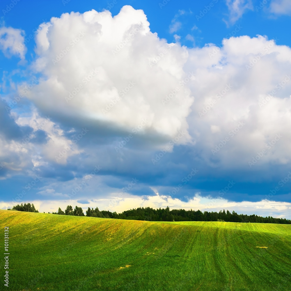Obraz premium Rural idyllic landscape. Blue sky with cumulus clouds and a field of green grass. Sunny day in the countryside.