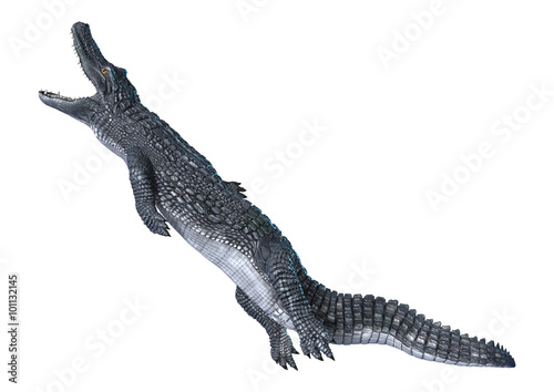 Alligator Caiman on White