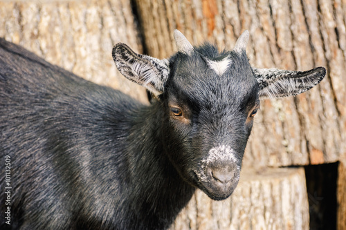 Portrait of Goat