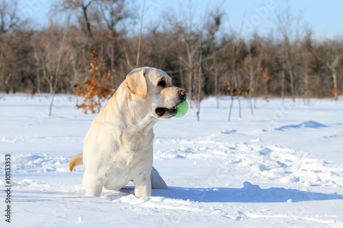 yellow labrador in winter in snow with a toy