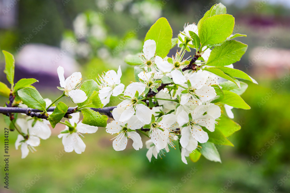 Apple tree branch with white flowers macro photo