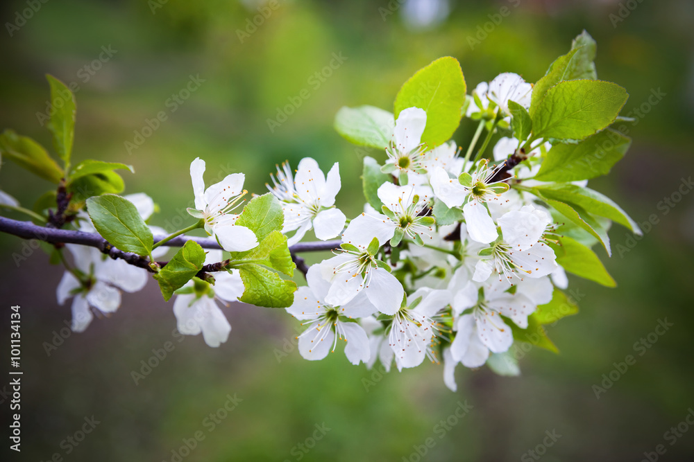 Apple tree branch with white flowers - obrazy, fototapety, plakaty 