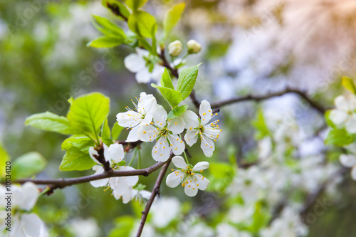 Apple tree branch with white flowers in spring