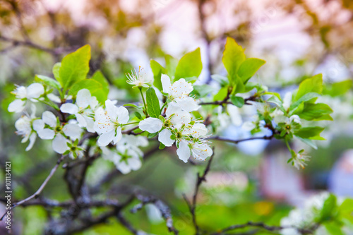 Apple tree branch with white flowers in garden