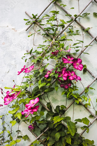 Clematis crawling on wooden trellis