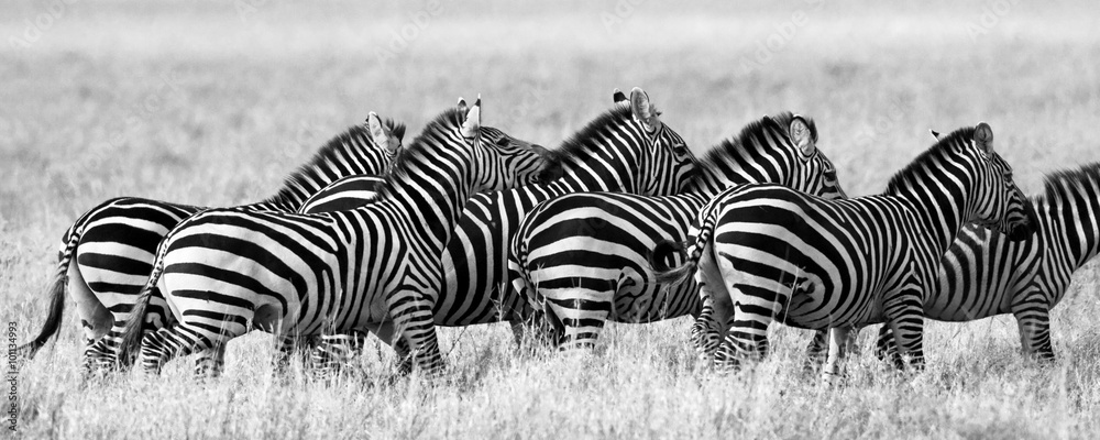 Fototapeta premium Group of zebras in the savannah. Kenya. Tanzania. National Park. Serengeti. Maasai Mara. An excellent illustration.