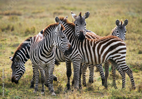 Group of zebras in the savannah. Kenya. Tanzania. National Park. Serengeti. Maasai Mara. An excellent illustration.