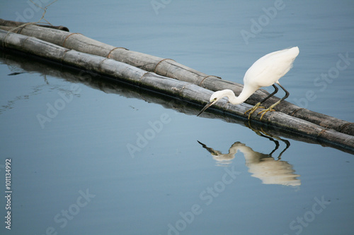 Egret bird find fish in the water