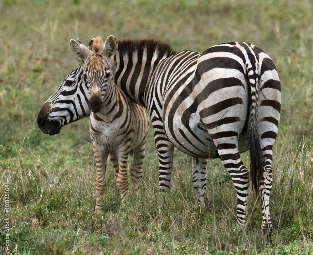 Obraz premium Zebra with a baby. Kenya. Tanzania. National Park. Serengeti. Maasai Mara. An excellent illustration.