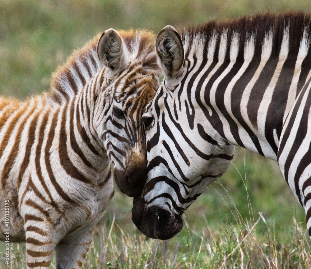Zebra with a baby. Kenya. Tanzania. National Park. Serengeti. Maasai Mara. An excellent illustration. Zebra with a baby. Kenya. Tanzania. National Park. Serengeti. Maasai Mara. An excellent illustration.