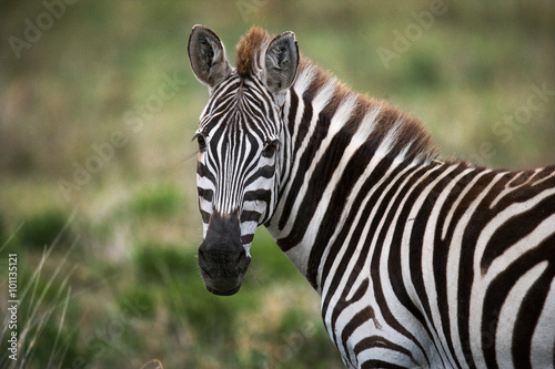 Portrait of a zebra. Close-up. Kenya. Tanzania. National Park. Serengeti. Maasai Mara. An excellent illustration.