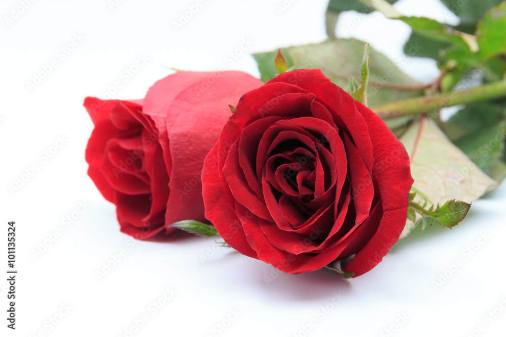 Two red roses isolated on white background Two red roses isolated on white background