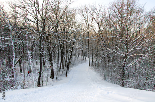 Winter landscape, snow, trees, sun, ski track © ola_pisarenko