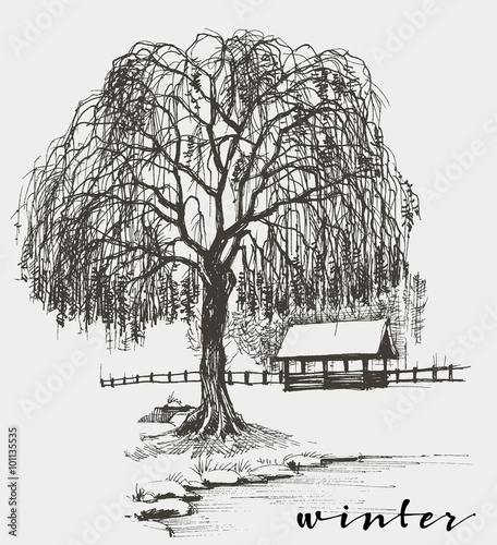 Winter sketch, willow tree