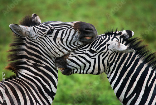 Two zebras playing with each other. Kenya. Tanzania. National Park. Serengeti. Maasai Mara. An excellent illustration.