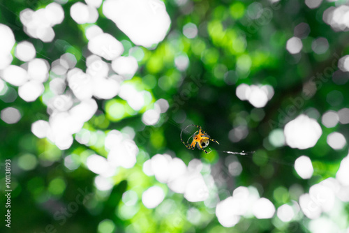 Thailand orange spider